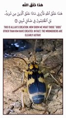 هَٰذَا خَلْقُ اللَّهِ 3