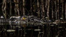 Crocodile Courtship