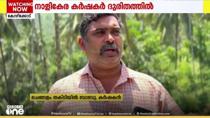 മഞ്ഞളിപ്പ് രോഗം പടരുന്നു: കോഴിക്കോട്ടേ നാളികേര കർഷകർ ദുരിതത്തിൽ