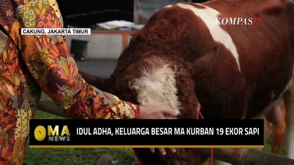 Keluarga Besar MA Kurbankan 19 Ekor Sapi di Iduladha 2025 - MA NEWS