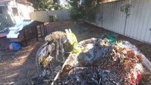 Danger of owning Home Hyenas [TM]