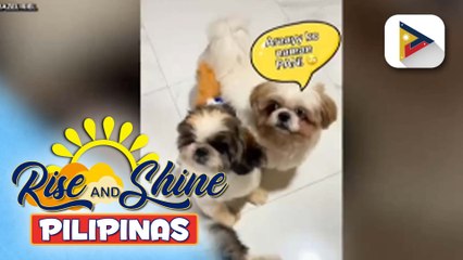 Cute and adorable dog na mahilig sa pandesal, kilalanin!