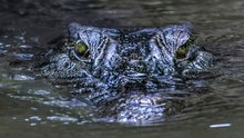 The Watching Eye