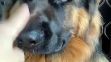 Furry Best Friends ❤️ – Heartwarming Dog Videos
