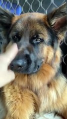 Furry Best Friends ❤️ – Heartwarming Dog Videos