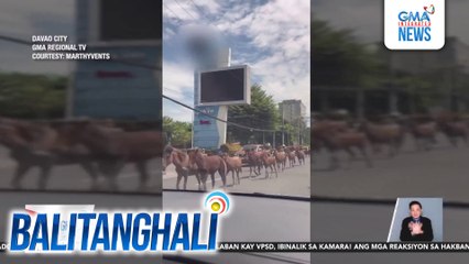 18 kabayong nakatakas sa farm, namataan sa kalsada | Balitanghali