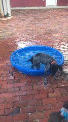Puppy Pulls Her Sibling Out of Water Just to Enjoy It Alone