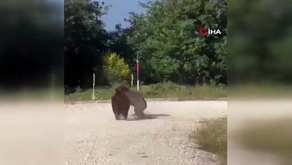 Görüntüler Bursa'dan... Uçurumdan böyle yuvarlandılar