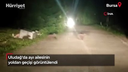 Uludağ'da ayı ailesinin yoldan geçişi görüntülendi