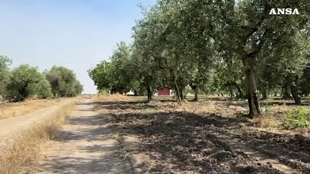 Minorenne ferito da un colpo di pistola alla testa nel Foggiano