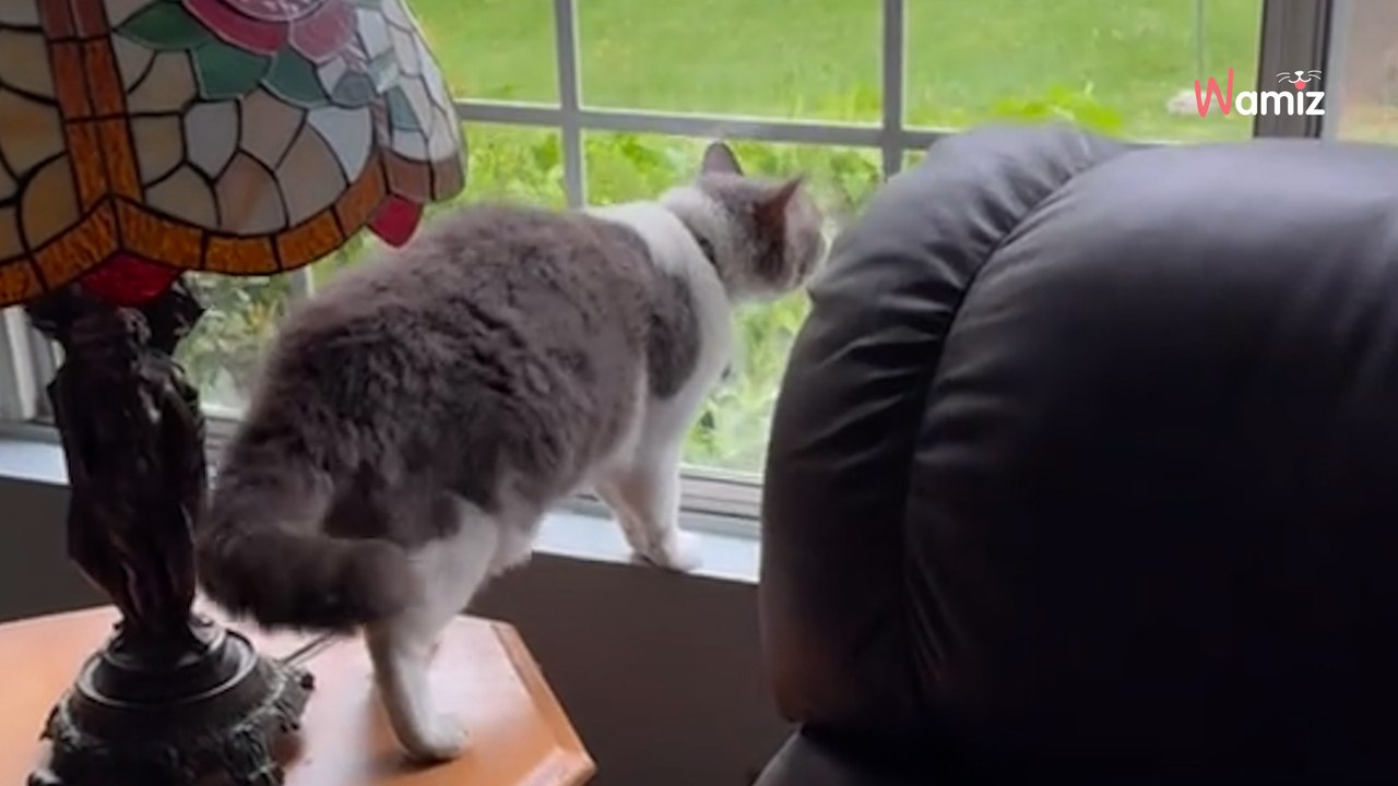 Mit Hunden aufgewachsene Katze lernt bellen: Ihr Auftritt amüsiert Millionen Menschen.