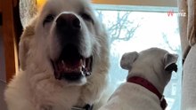 Kleiner Hund verliert den besten Freund: Wenige Monate später klopft das Schicksal an die Tür (Video)