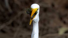 Alice the Egret Guilty As Charged