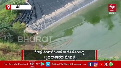 ಚಿಕ್ಕೋಡಿ: 50ಕ್ಕೂ ಹೆಚ್ಚು ಮೊಸಳೆ ಮರಿಗಳನ್ನು ರಕ್ಷಿಸಿದ ಗ್ರಾಮಸ್ಥರು - ವಿಡಿಯೋ