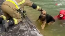 Szczecin: Bohaterski pies ratuje tonącego przyjaciela (video)
