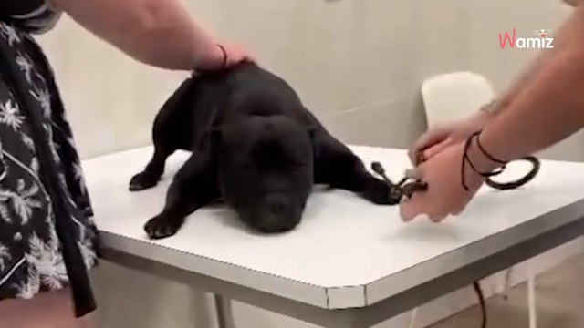 Horror na plaży dla psów w Hiszpanii