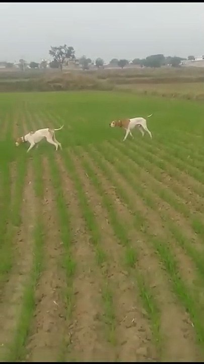 Pointer in field_720