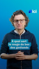 Le monde merveilleux du vivant - Le bec du goeland