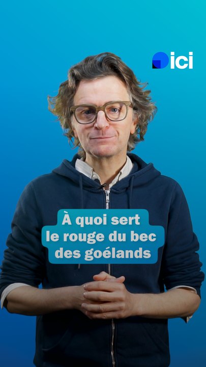 Le monde merveilleux du vivant - Le bec du goeland