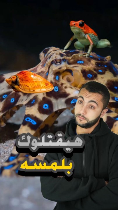 3 حيوانات تقدر تقتلك بلمسة ☠️https://psce.pw/7q7s6n#النواة #الضفدع_السام #الأخطبوط_ذو_الحلقات_الزرقاء #الحلزون_المخروطي#Alnawa #dubai🇦🇪 #dubailife #Dendrobatidae #Hapalochlaena #Conus #trending #travel #nature #wildlife