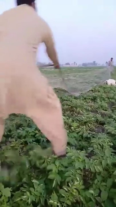 Quail Hunting With net #beagle#dogandfield #puppy #greatdane #animals #pitbull #cutedog #mastiff