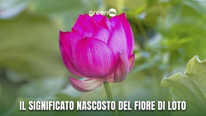 Il significato nascosto del fiore di loto