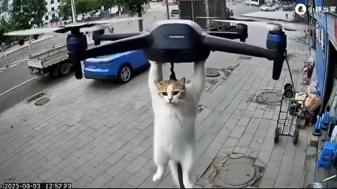 Livraison de chat... en drone