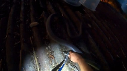 Rescue Mission of Two Mambas and One Monitor Lizard From Roof