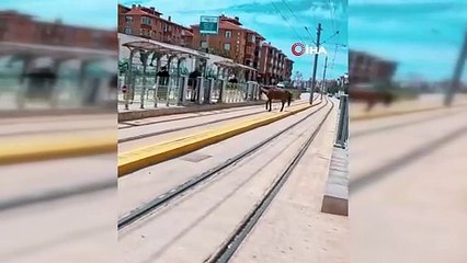 Duraktakiler tramvay beklerken at geldi! Şaşkına çeviren görüntü