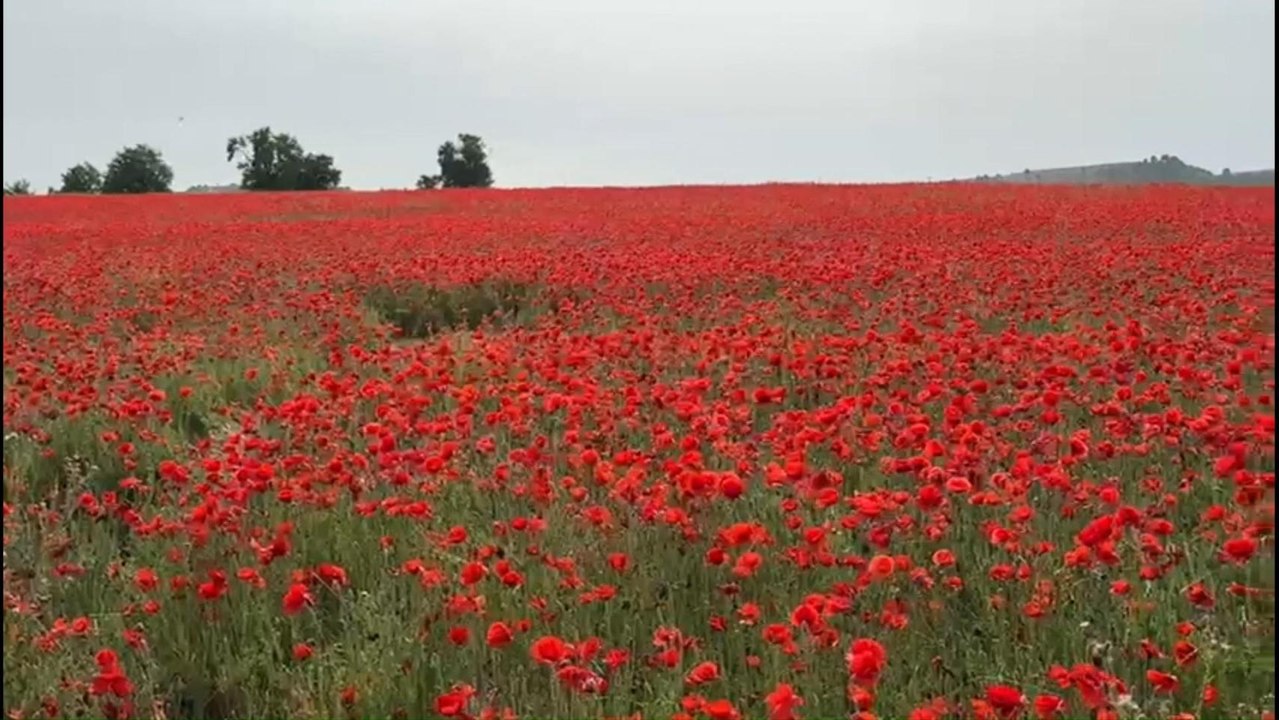 Campo de amapolas en Valladolid