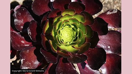 Picture This: Close up images!