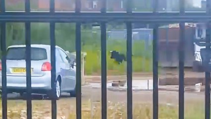 Runaway bull causes chaos on the streets of Birmingham