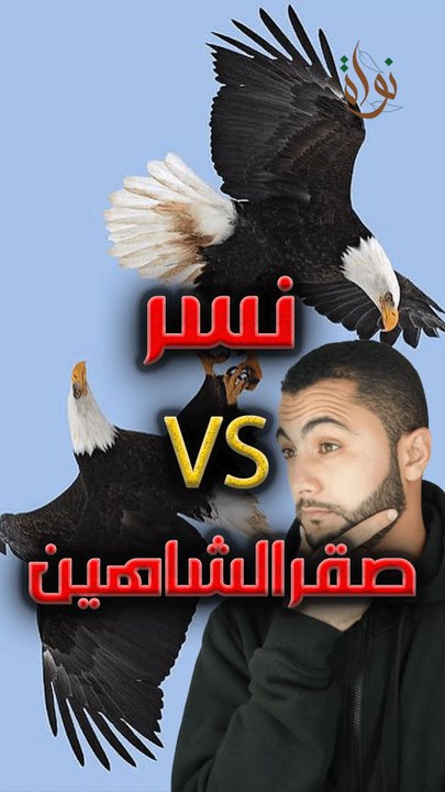 صقر الشاهين ضد نسر⚔️ مين اللي هيكسب؟! 🦅💥🦅https://psce.pw/7q8fjf#النواة #نسر #صقر #صقر_الشاهين #Alnawa #dubai🇦🇪 #dubailife #Falco #Falco_peregrinus #Accipitridae #trending #travel #nature #wildlife