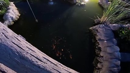 Feeding Fish at a Pond