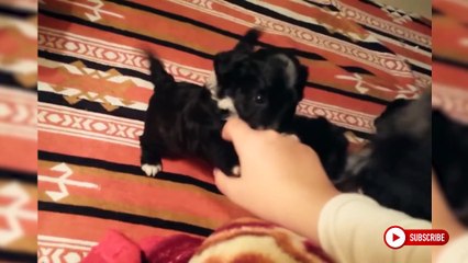 Jealous Dogs Want Attention From Their Owners 2022 [FUNNY PETS]