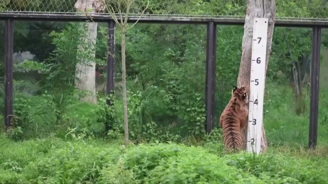 Step Right Up! It’s Weigh-In Day at the London Zoo.mp4