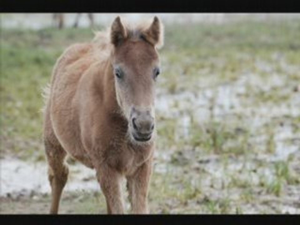 Aiguamolls de l'Empordà