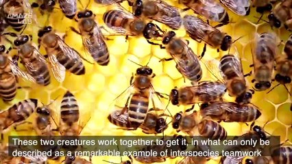 Wait—These Two Animals Actually Help Each Other Find Honey?.mp4