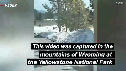 Caught on Camera: Bison Herd Rushes Car at Yellowstone