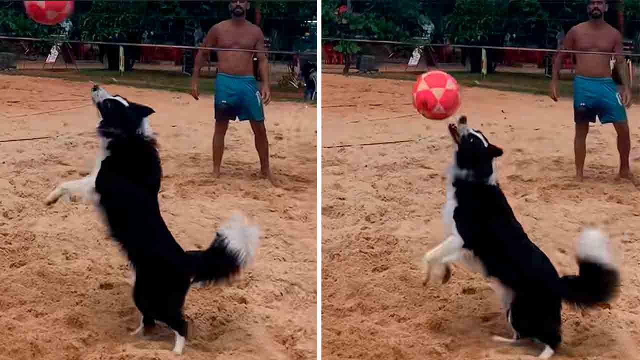 Video: Floki, ein Border Collie mit Talent im Fußvolleyball