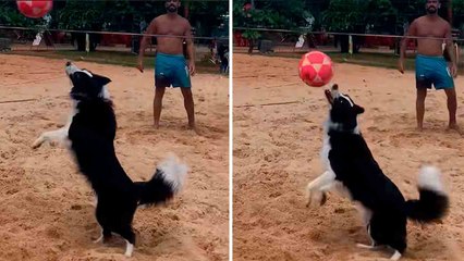 Video: Floki, a Border Collie Who’s a Footvolley Star