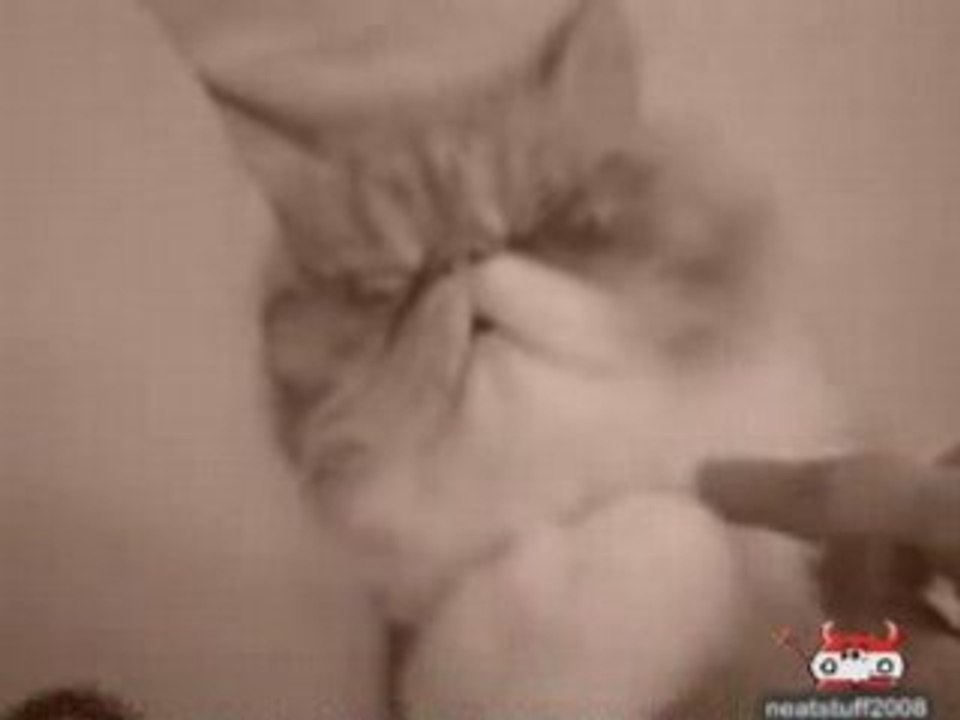 Dure la vie de Chat