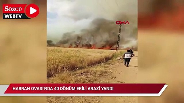 Harran Ovası'nda 40 dönüm ekili arazi yandı