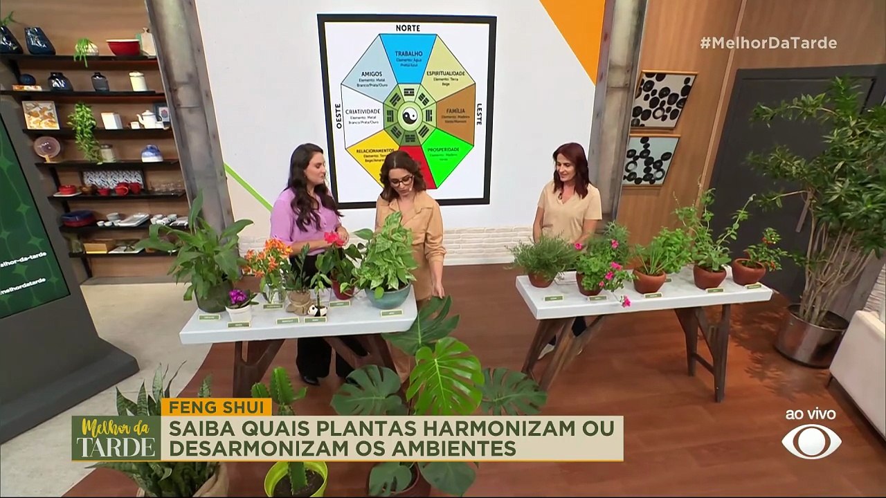 É bom ter a planta Costela-de-Adão em casa? Veja os benefícios | Melhor da Tarde