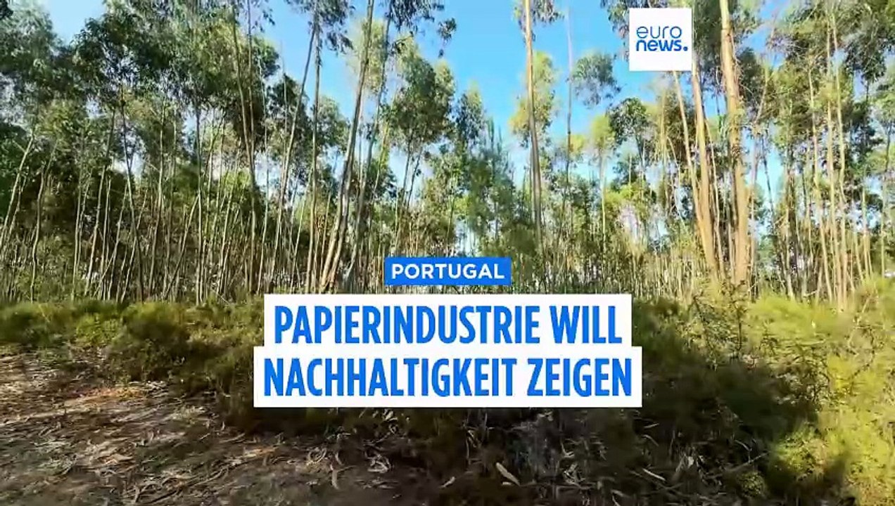 Eukalyptus Bäume in Portugal: Die grüne Plastik-Alternative oder brandgefährlich?
