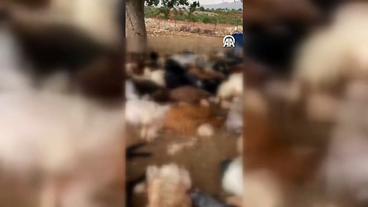 Yıldırım isabet eden 95 küçükbaş hayvan telef oldu