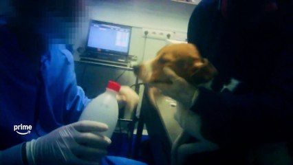 Infiltrada en el Búnker (2025) | Tráiler Oficial en Prime Video 🔥