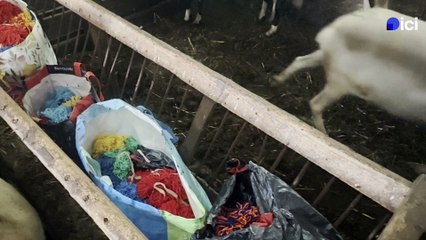 L'estive aussi à la Bécède, lieu-dit des Plantiers (Gard)