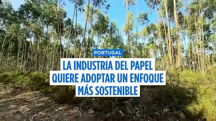La industria papelera portuguesa apuesta por lo verde para limpiar la imagen del eucalipto