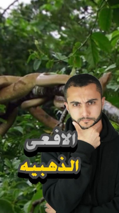 🏝️ جزيرة الموت: ليه البشر ممنوعين يدخلوا؟https://psce.pw/7q9dl5#النواة #جزيرة_الأفاعي_بالبرازيل #جزيرة_الموت#Alnawa #dubai🇦🇪 #dubailife #snake_island #Serpentes #snake #trending #travel #nature #wildlife